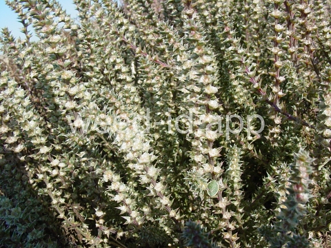 thistle, Russian